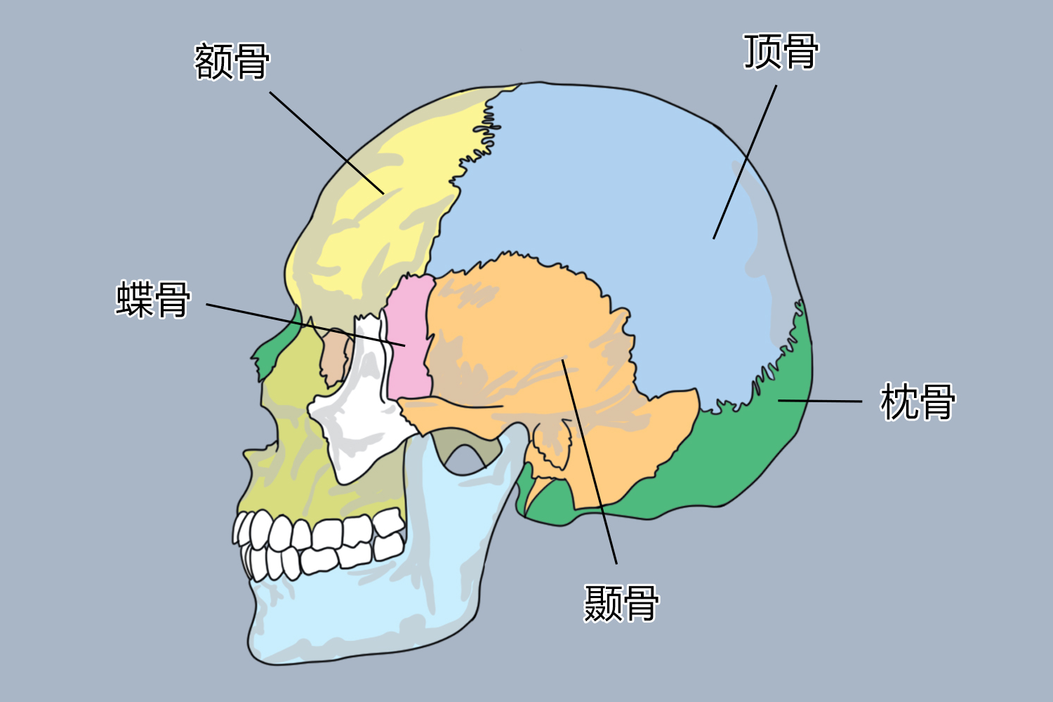 耳朵颞骨位置图 | 百度健康·医学科普