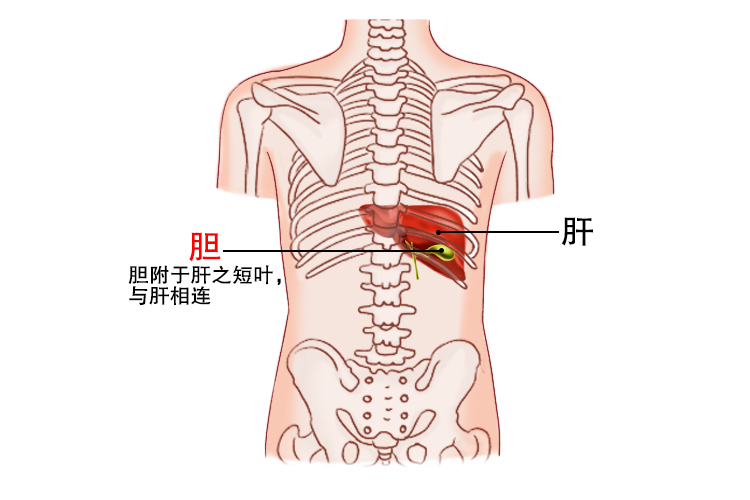 后背胆位置图