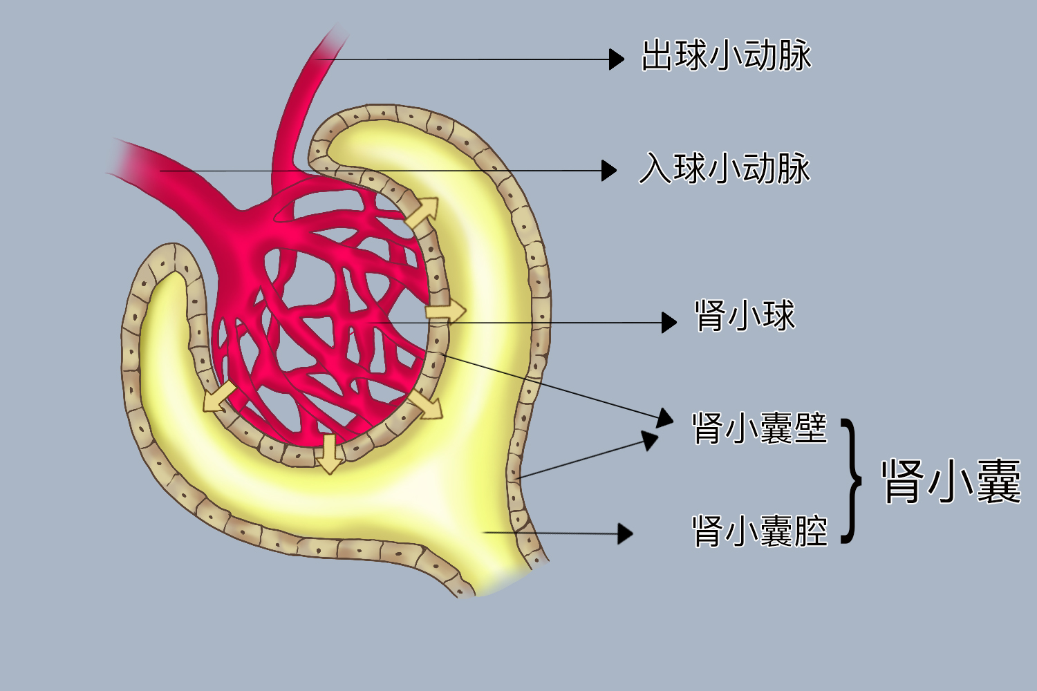 人体器官肾的结构图 | 百度健康·医学科普