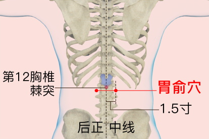 胃俞的准确位置图片