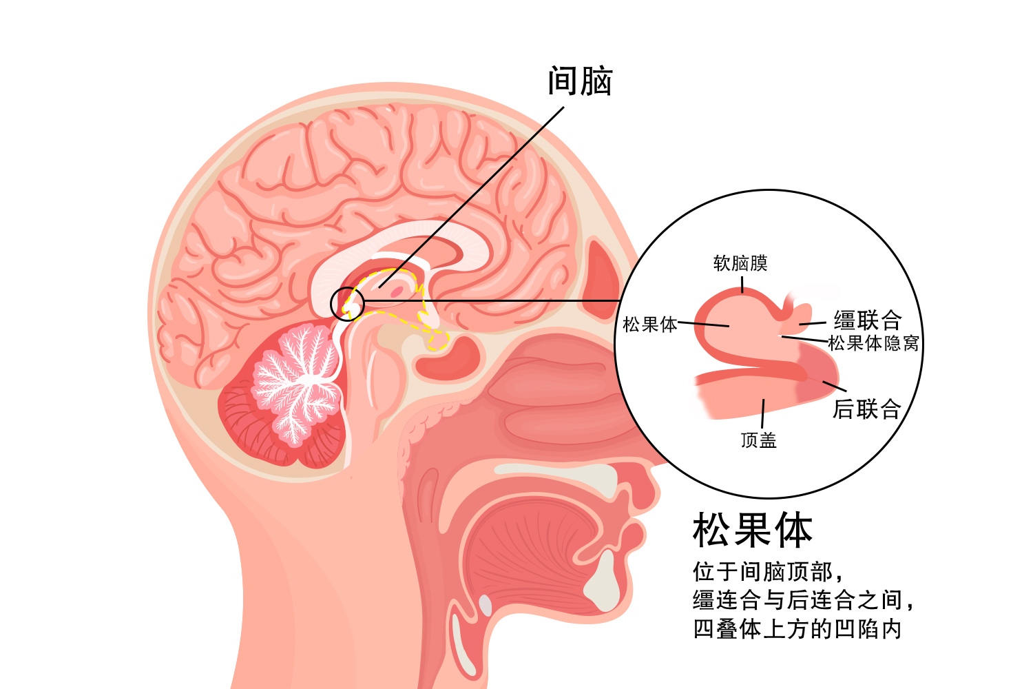 松果体和脑垂体的位置图