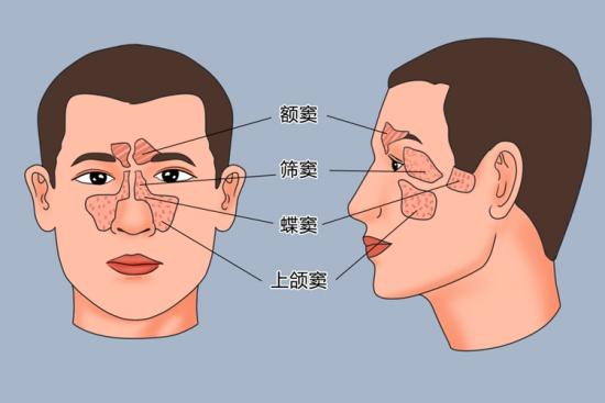 鼻窦的示意图 | 百度健康·医学科普
