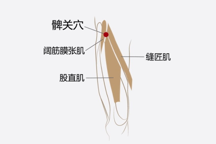 髀关的准确位置定位图片 | 百度健康·医学科普