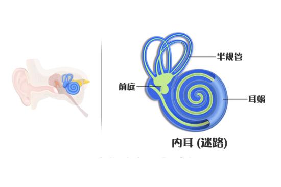 前庭在哪个位置图片