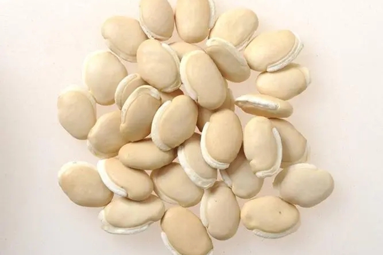 白扁豆药材图