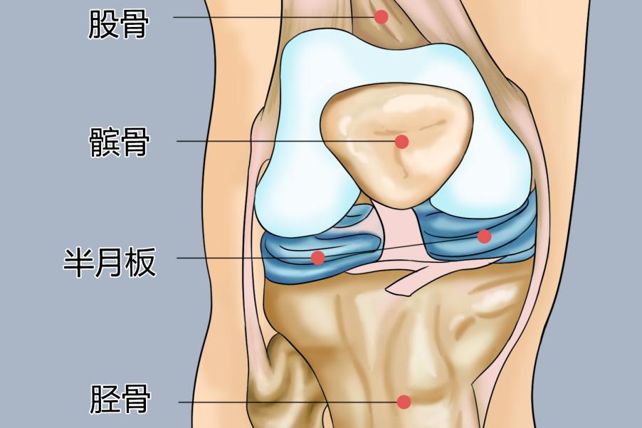 半月板与膝关节位置关系图