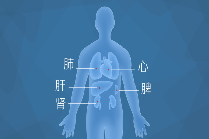 五脏图