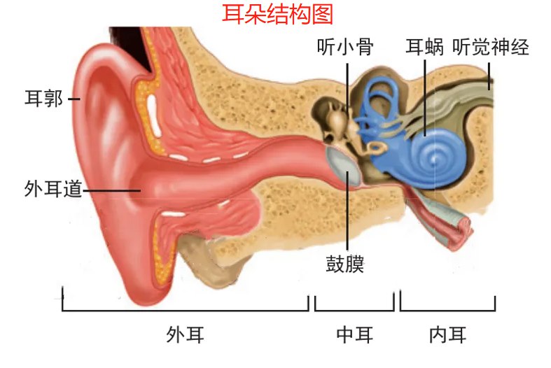 耳朵结构图