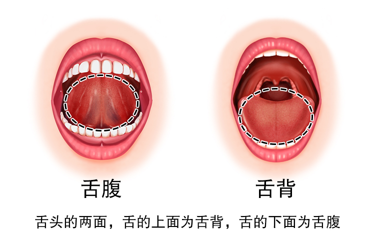 舌腹和舌背位置图