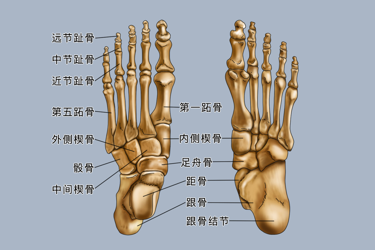 足部骨头解剖图 | 百度健康·医学科普