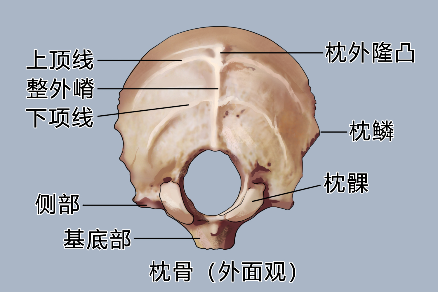 枕外隆凸图