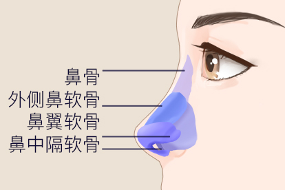 鼻子骨骼结构图片