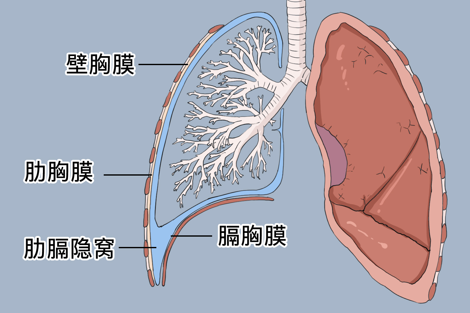 胸膜隐窝的位置示意图