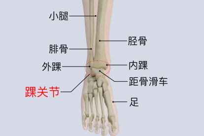 脚踝的各个位置图 | 百度健康·医学科普