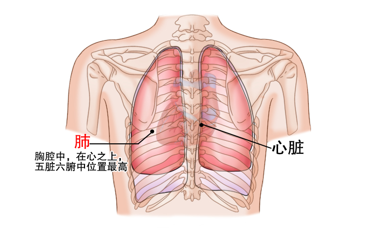 后背肺位置图