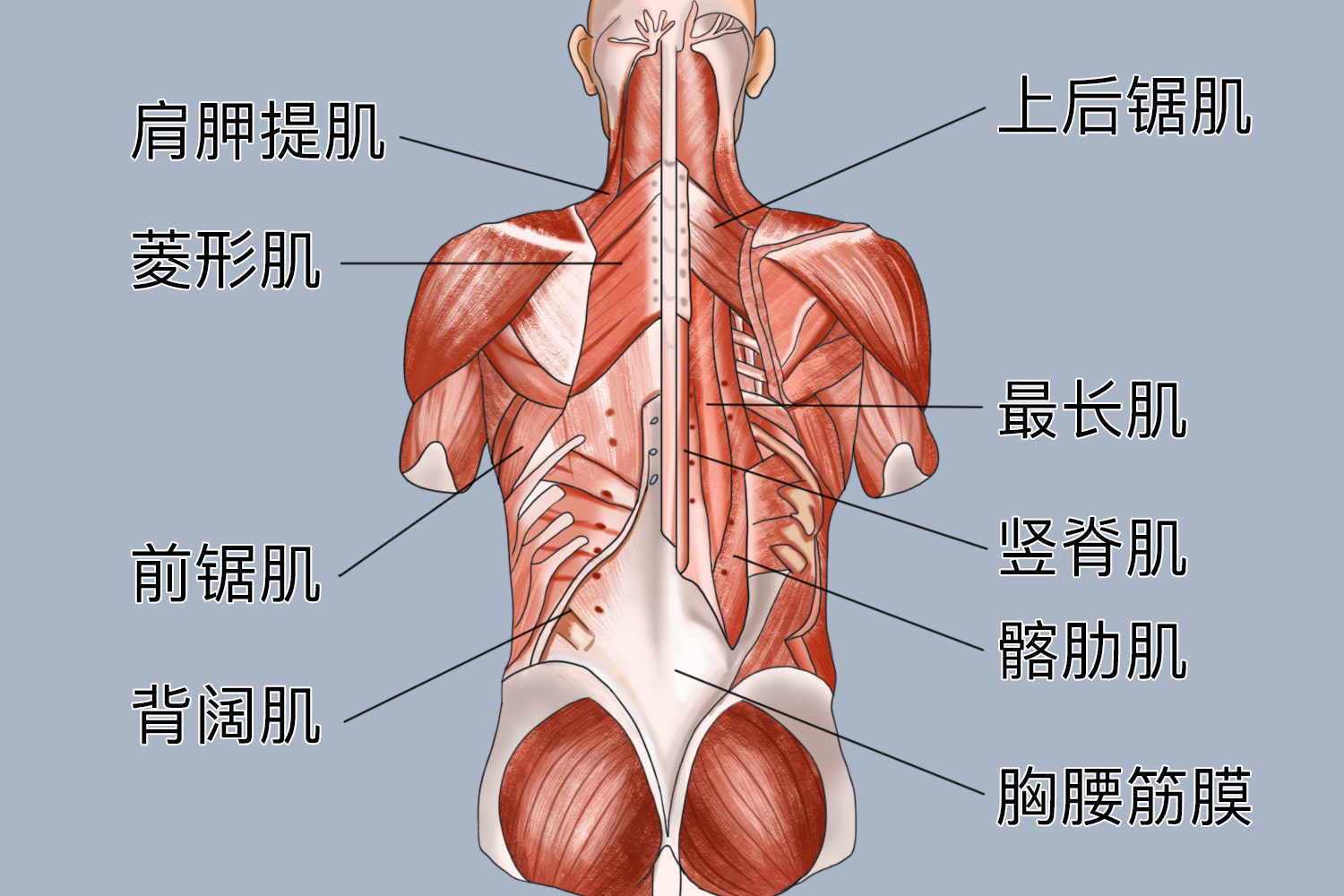 背部肌肉筋膜图