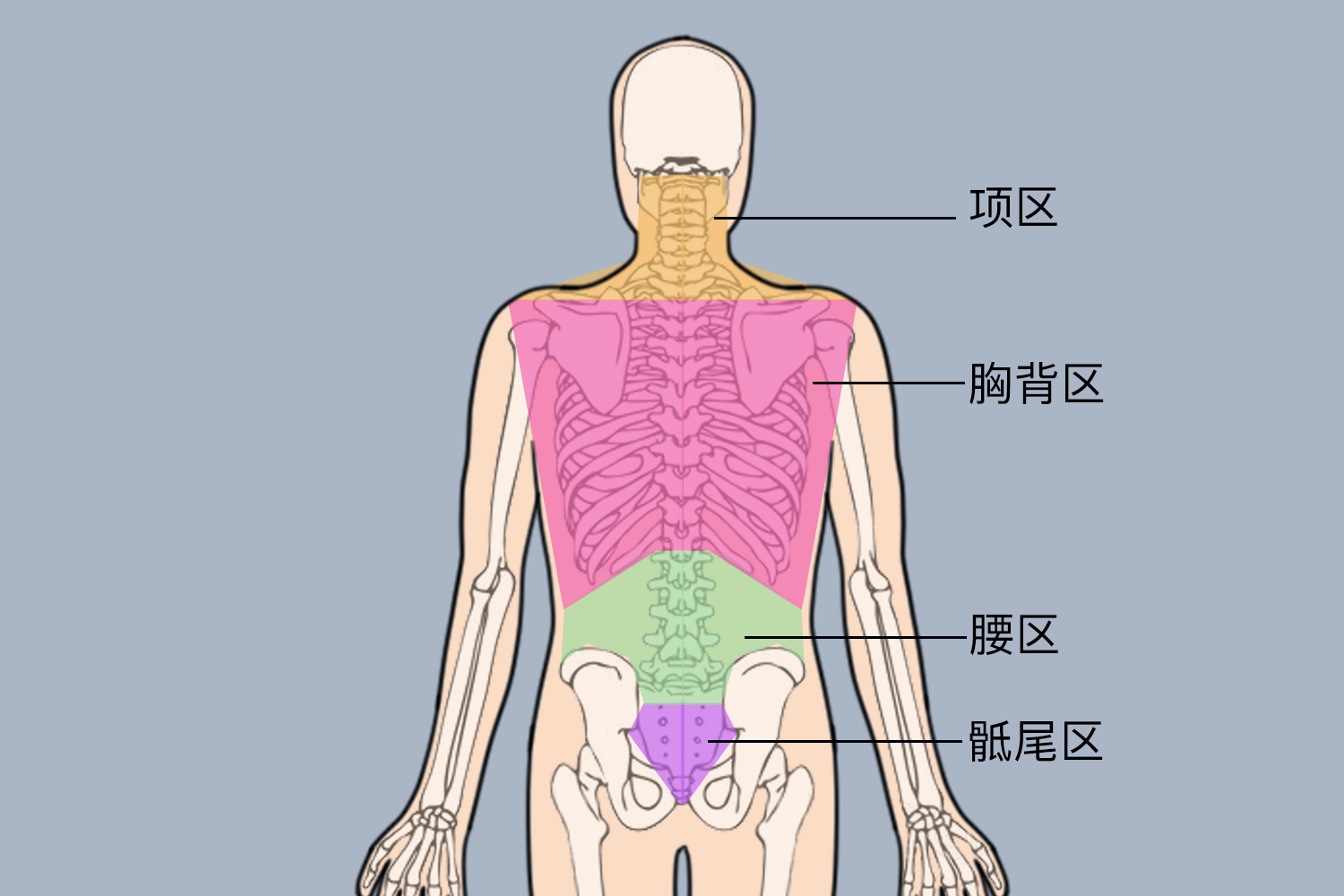 男生腰在哪里位置图