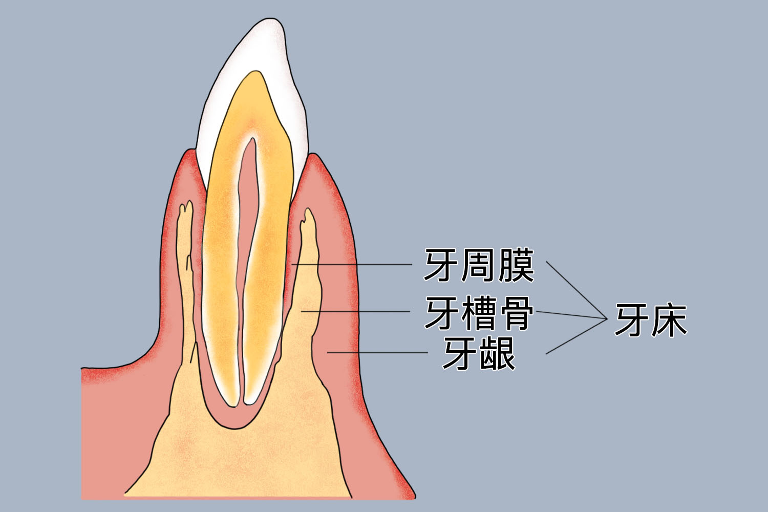 牙床和牙龈的位置图