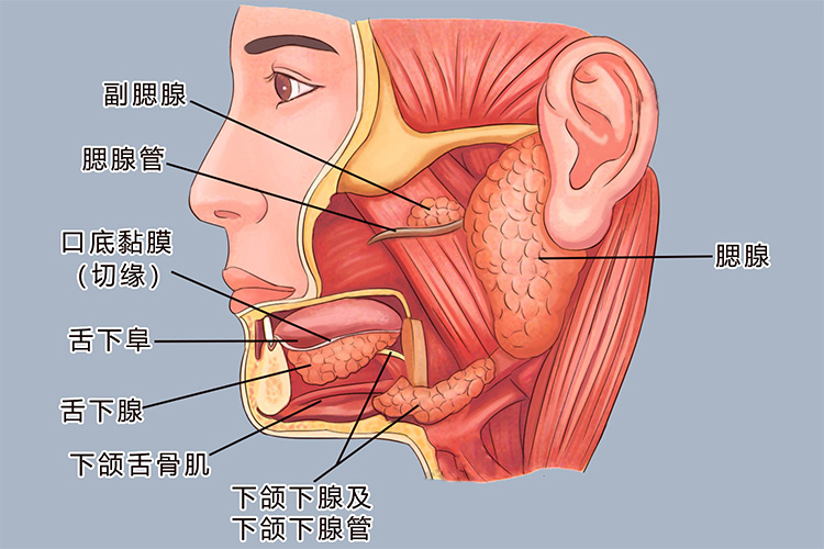 腮腺解剖结构图