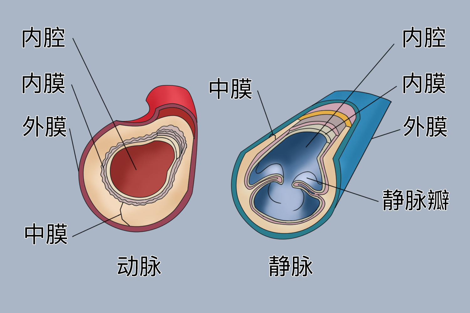 动脉血管和静脉血管图片