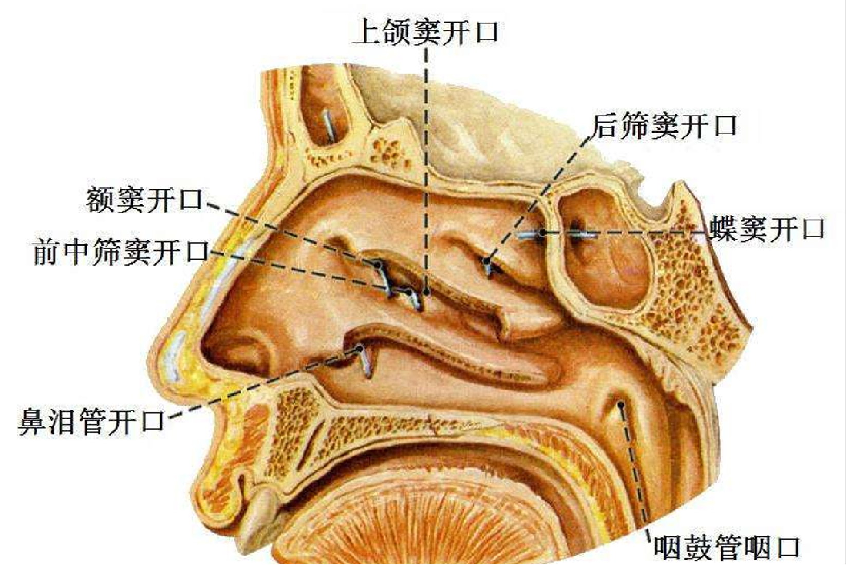 鼻旁窦解剖图
