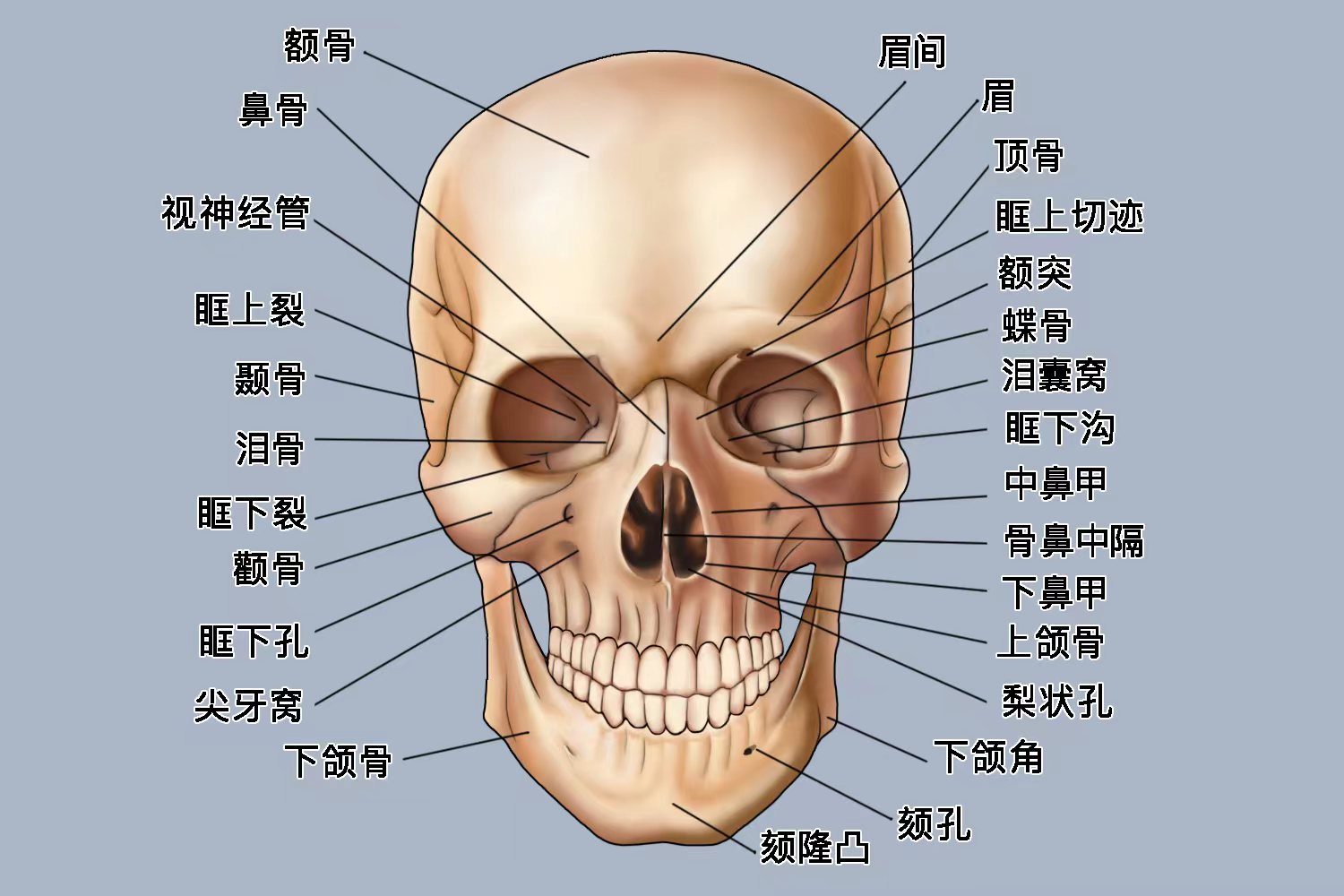 面颅骨结构图