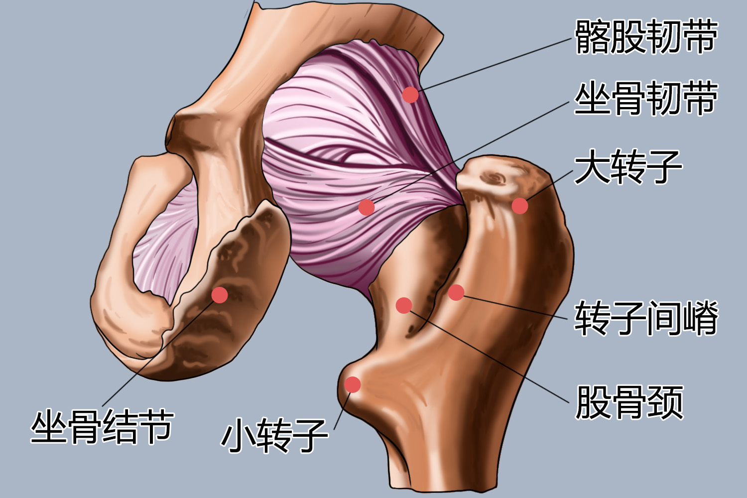 髋关节后面结构图