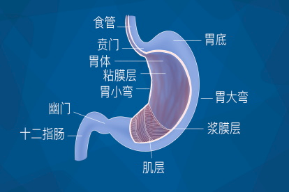 胃的结构图及各部位名称图