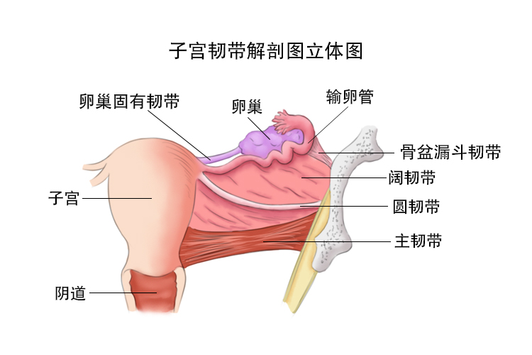 子宫韧带