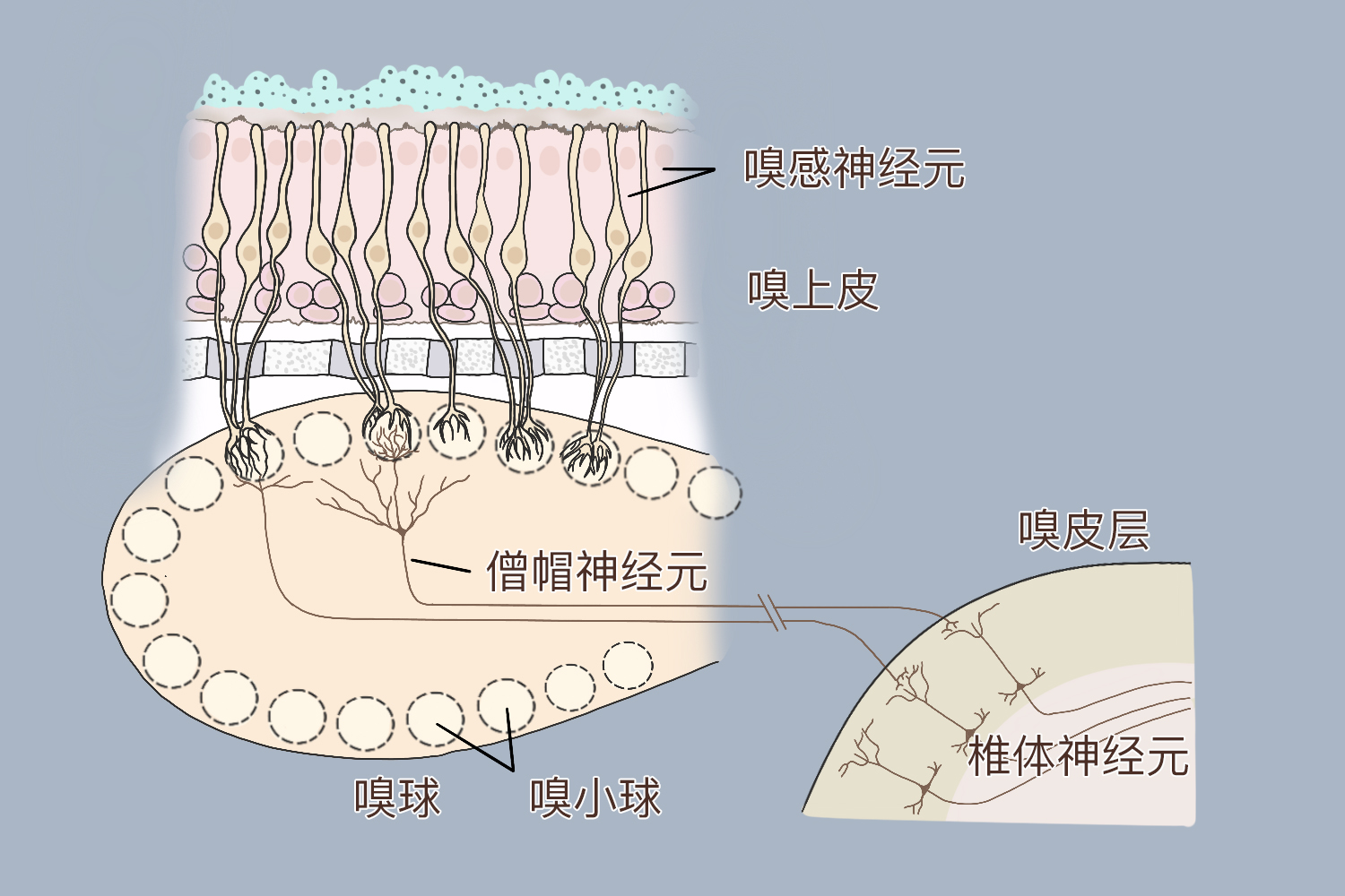 嗅觉不灵敏是哪个部位出问题 | 百度健康·医学科普