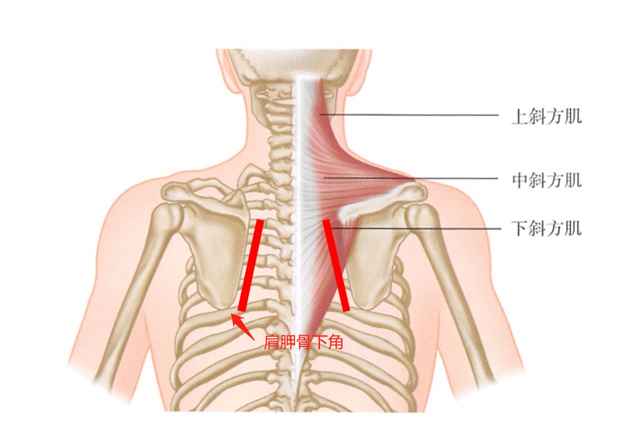 图7-33 肩胛骨和肩锁关节-基础医学-医学