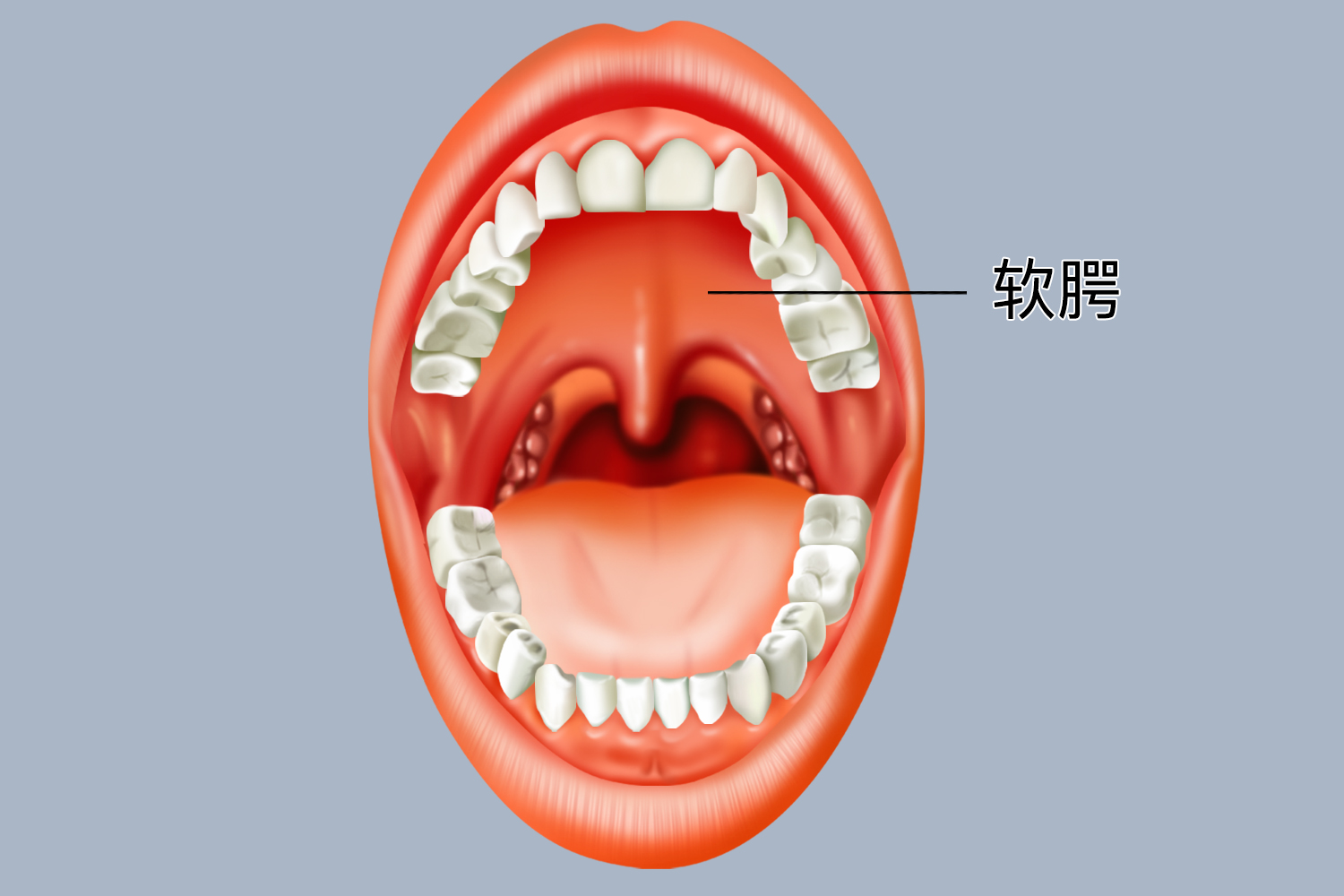 软腭位置图