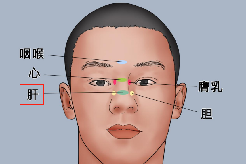 面部肝反射区图