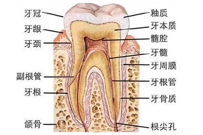 磨牙解剖图