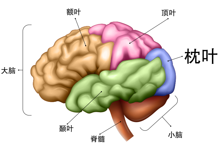 枕叶的位置图 | 百度健康·医学科普