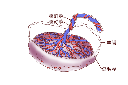 胎盘照片
