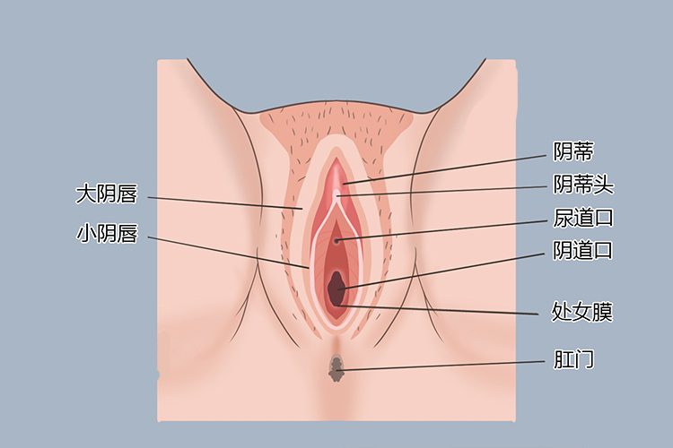 女性外生殖器结构图