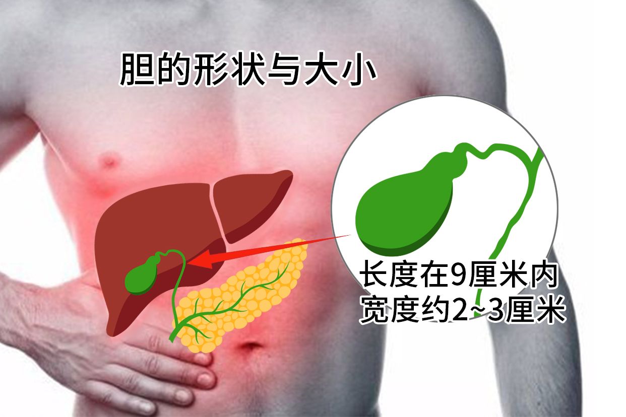 胆的形状和大小图片 | 百度健康·医学科普