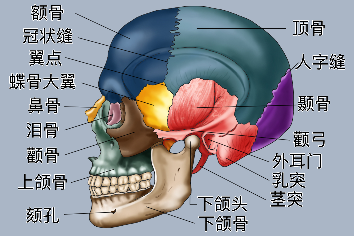额颞部是哪个部位