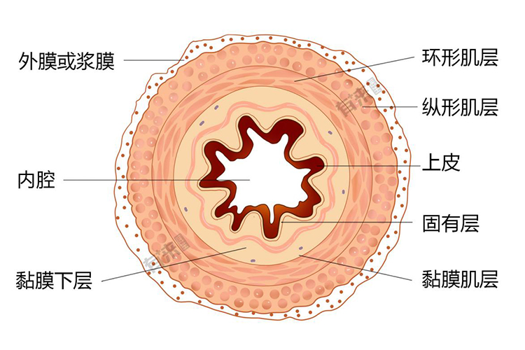 食管的分层结构图 | 百度健康·医学科普