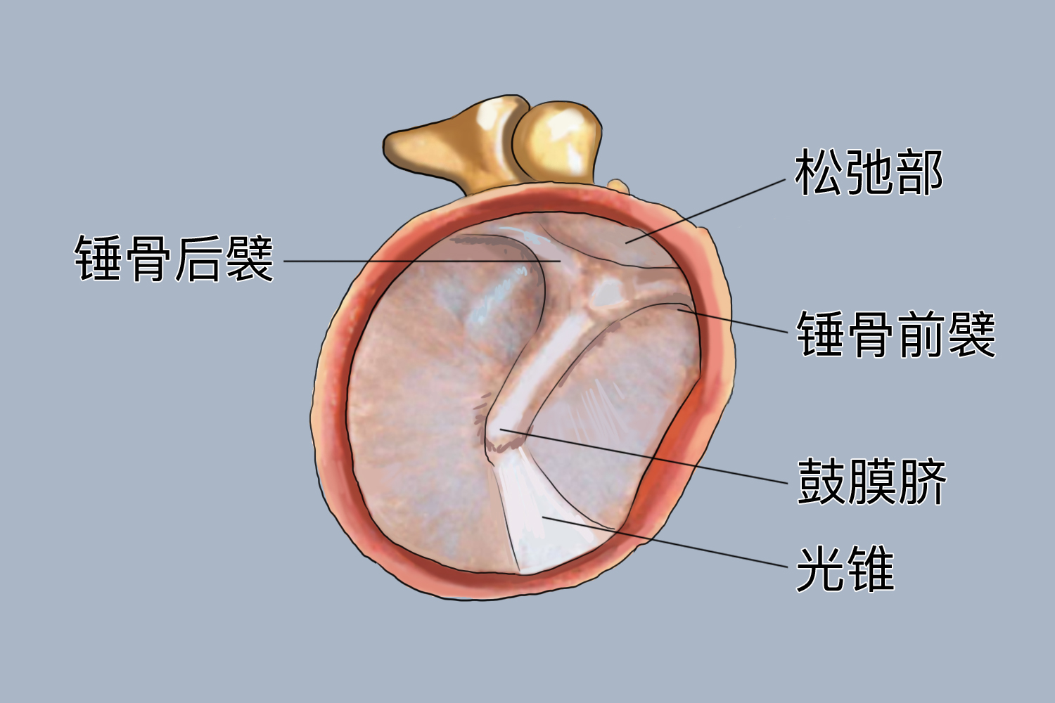 鼓膜结构示意图