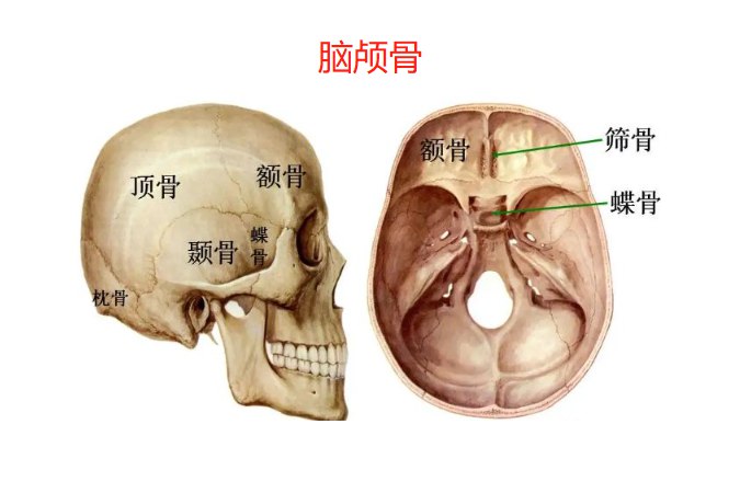 颅骨解剖图 | 百度健康·医学科普