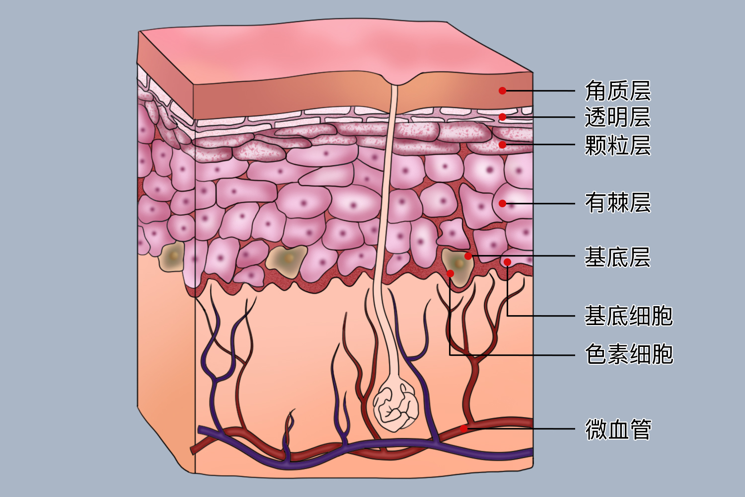 皮肤表皮层结构图