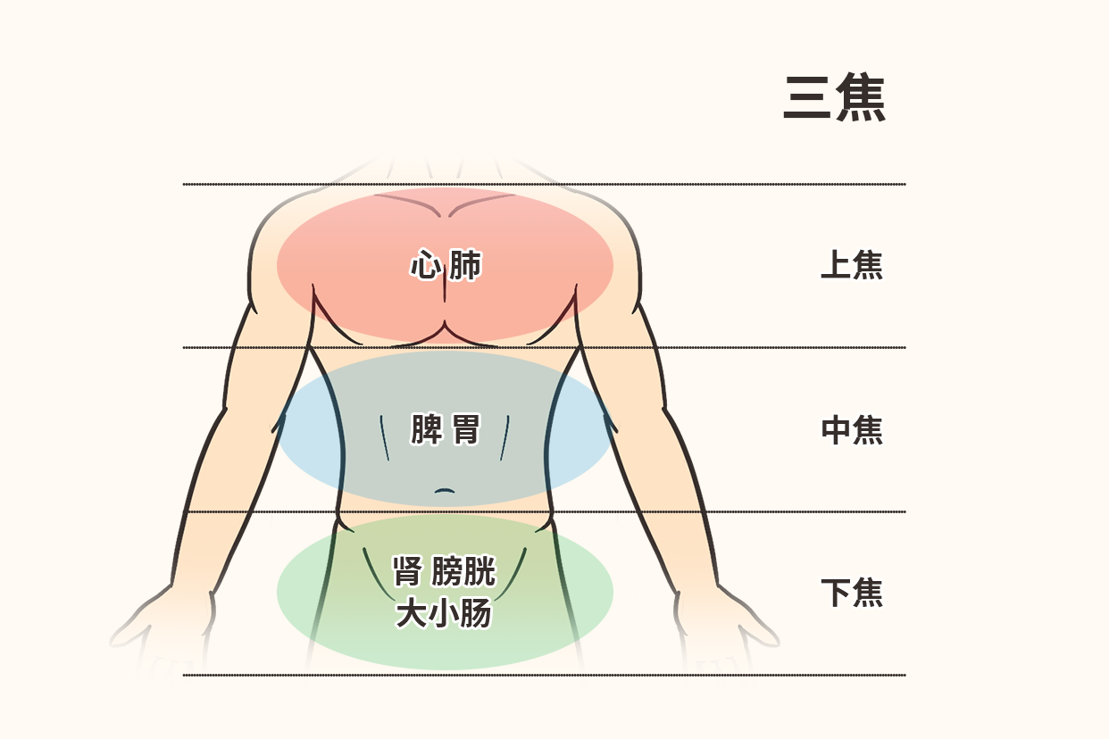 身体五脏六腑分布图 | 百度健康·医学科普