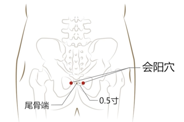 会阳穴位置图