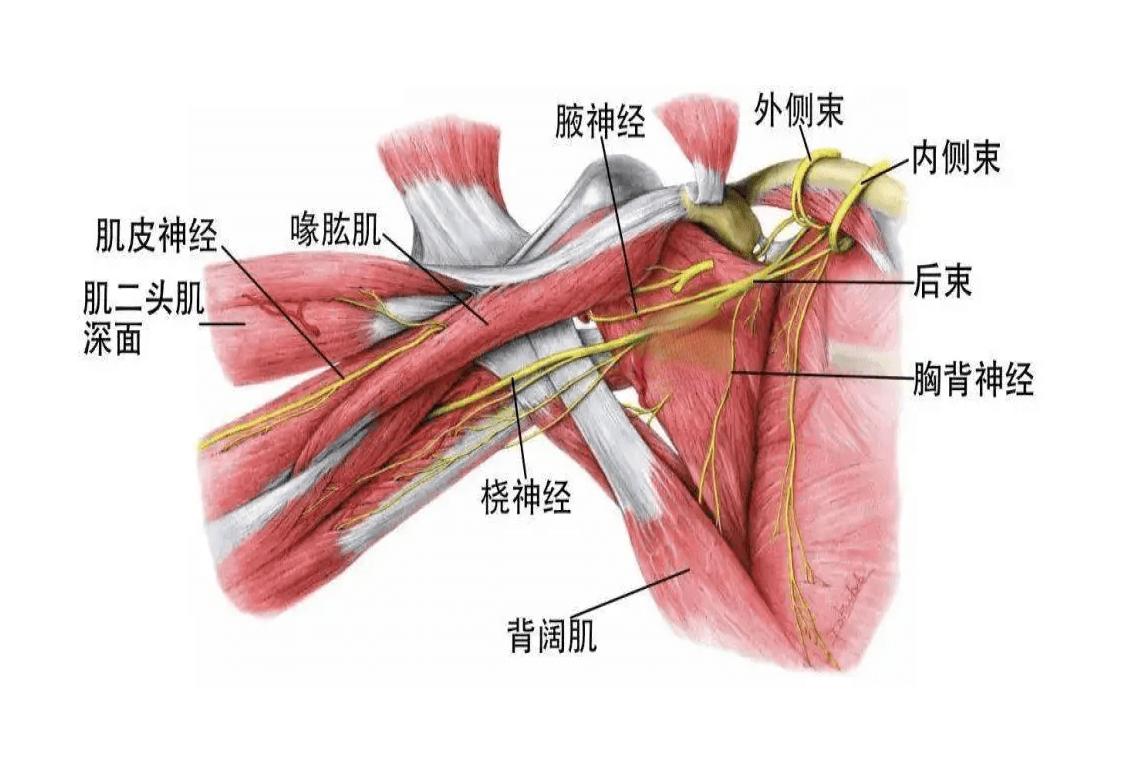 腋神经走行解剖图