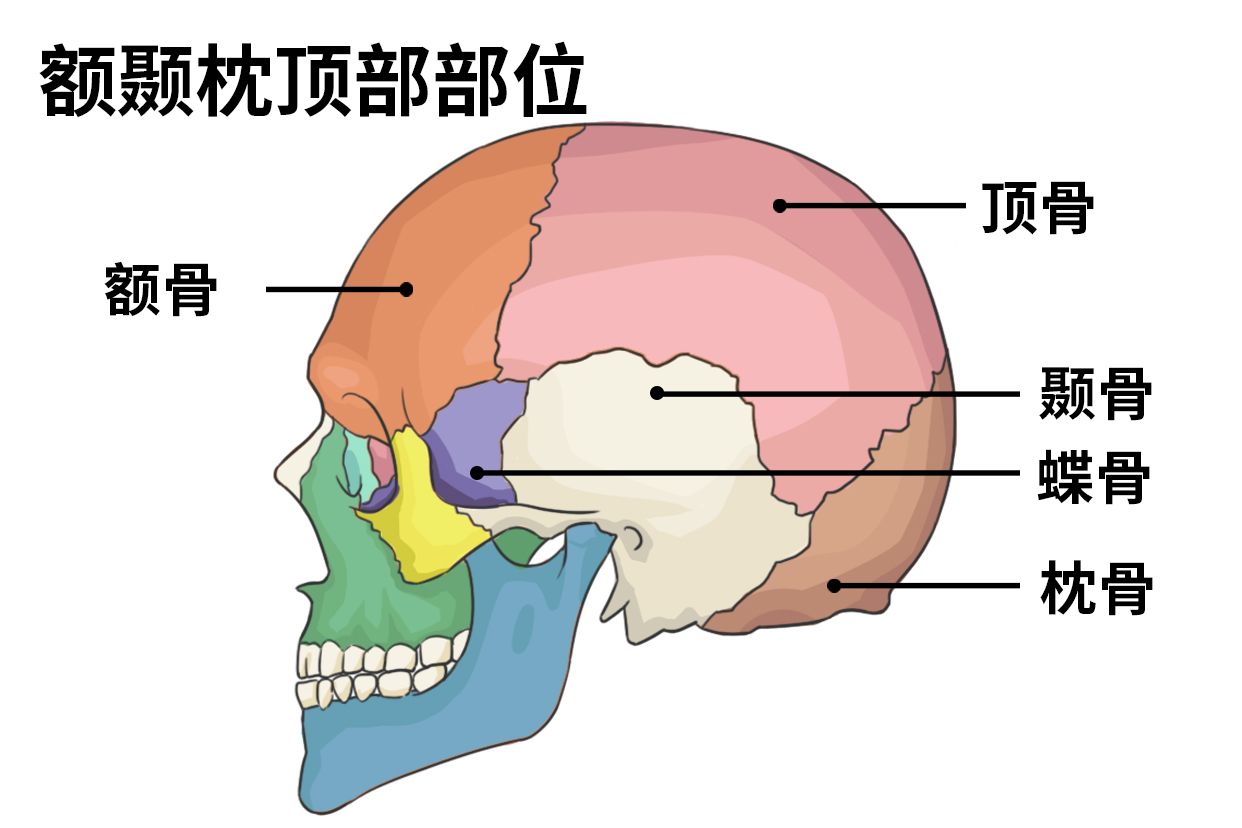额顶颞部是哪个部位 | 百度健康·医学科普