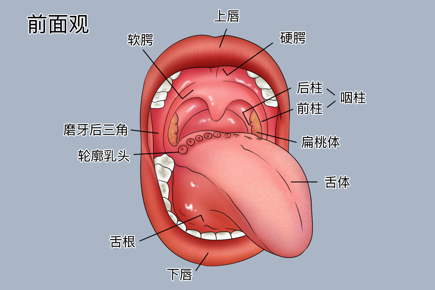 口腔内部结构图