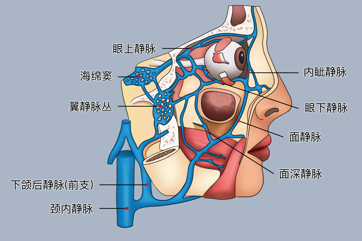 颈内静脉解剖图 | 百度健康·医学科普