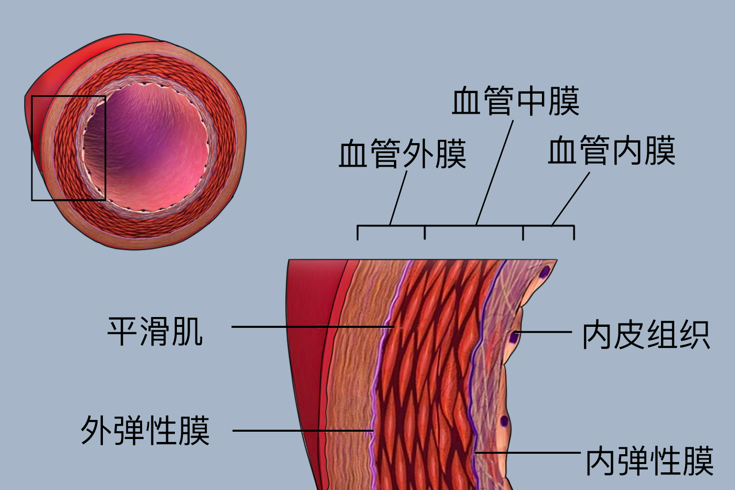 动脉血管图